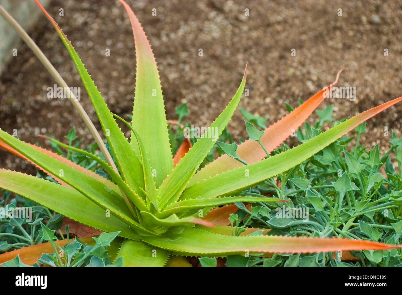 Aloe bulbillifera var bulbillifera, Liliaceae, Madagascar, plant Stock Photo
