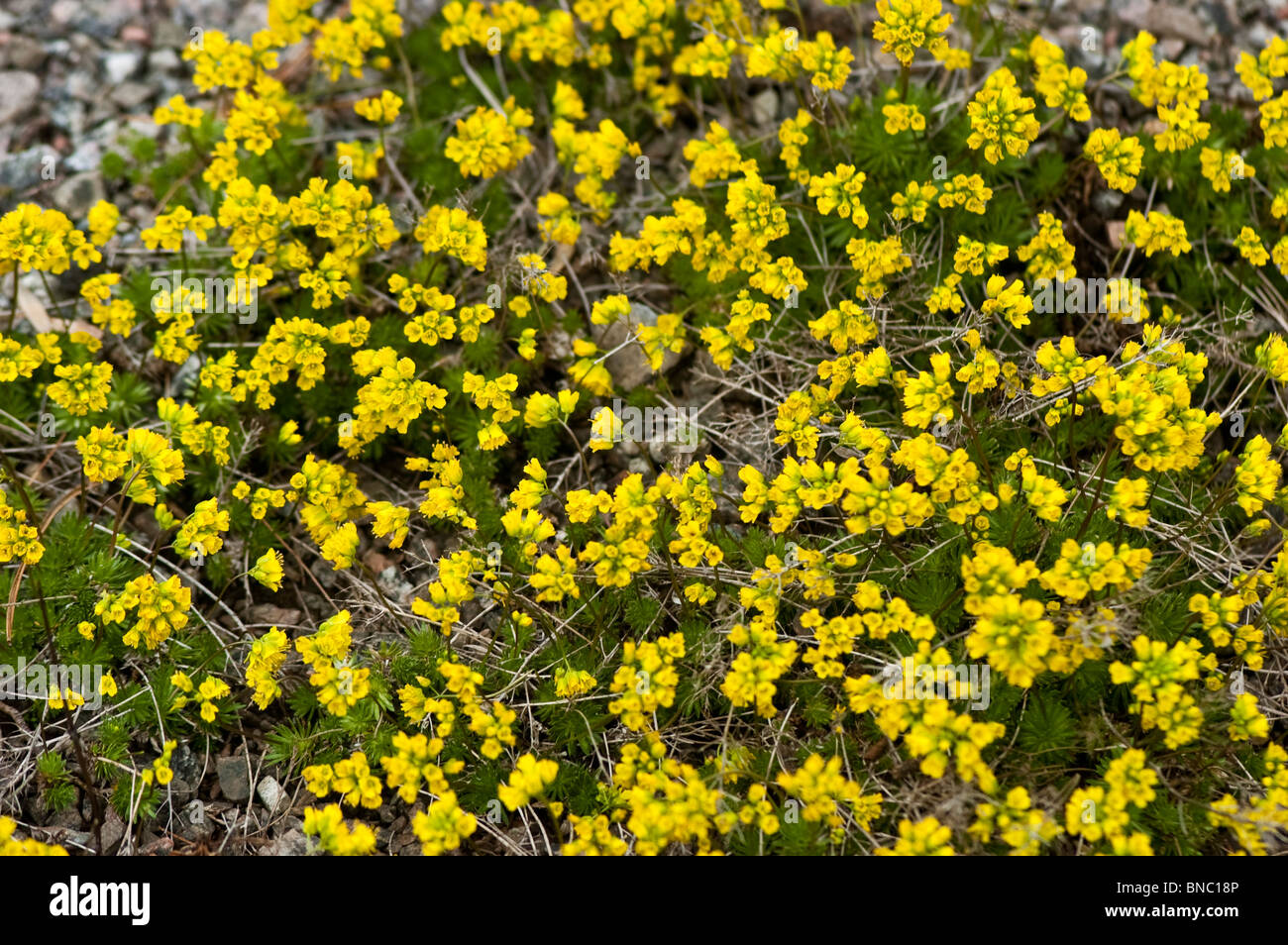 Yellowstone draba, Draba incerta,brassicaceae, North America Stock Photo