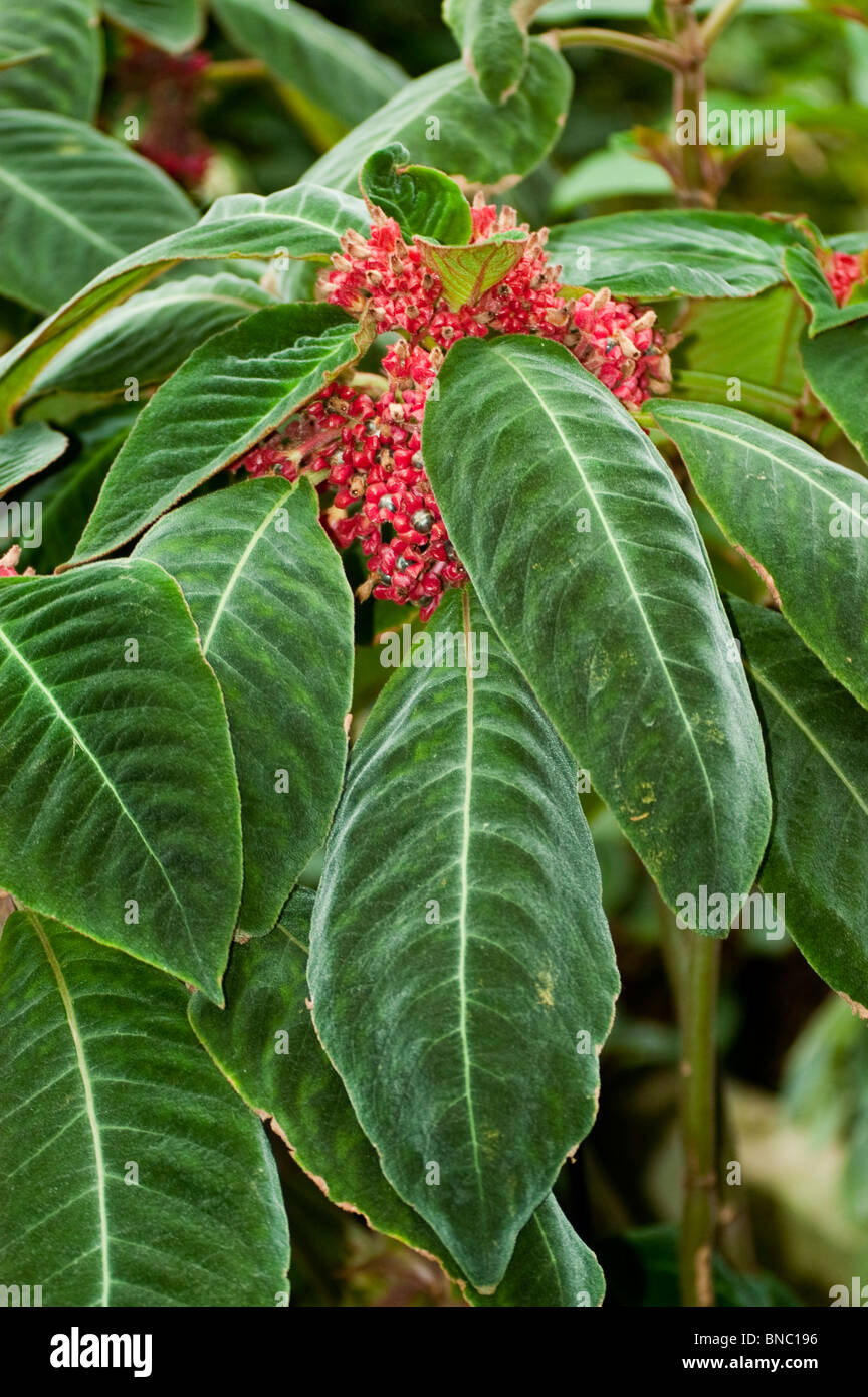 Corytoplectus capitatus, gesneriaceae, Colombia, Venezuela, plant Stock Photo