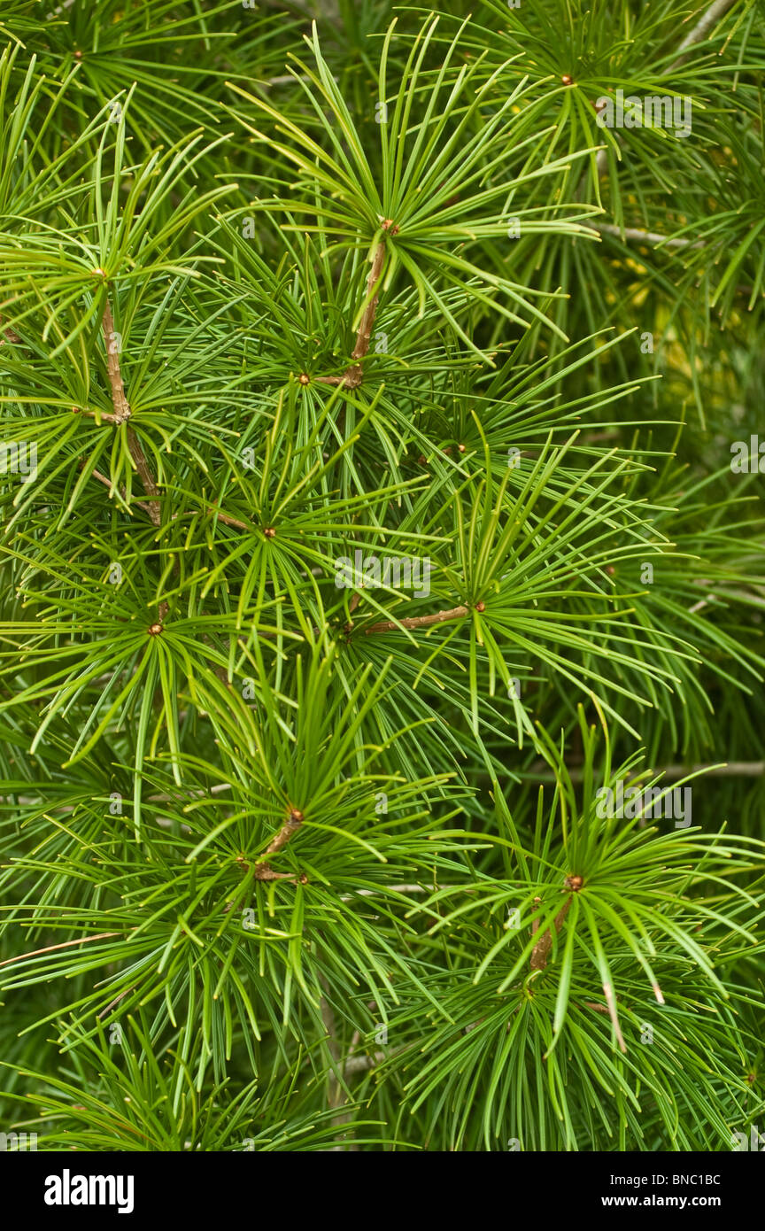 Japanese umbrella pine, Sciadopitys verticillata, taxodiaceae, Japan,Asia Stock Photo