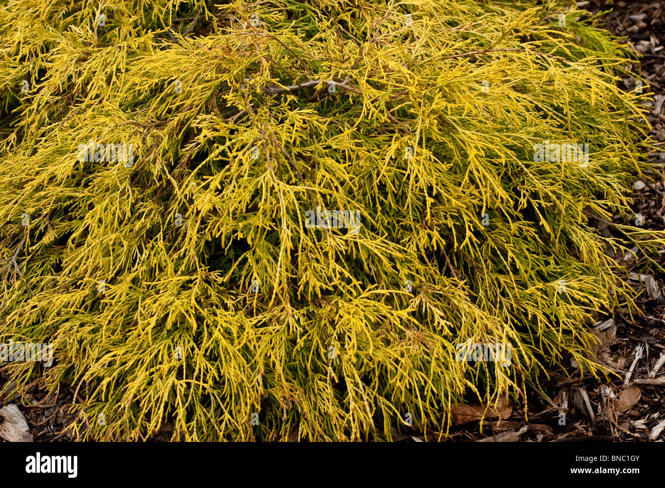Chamaecyparis pisifera Lemon Thread, False Cypress, Sawara, Cupressaceae, Yellow, branch, AUREA, cyprysik groszkowy Stock Photo