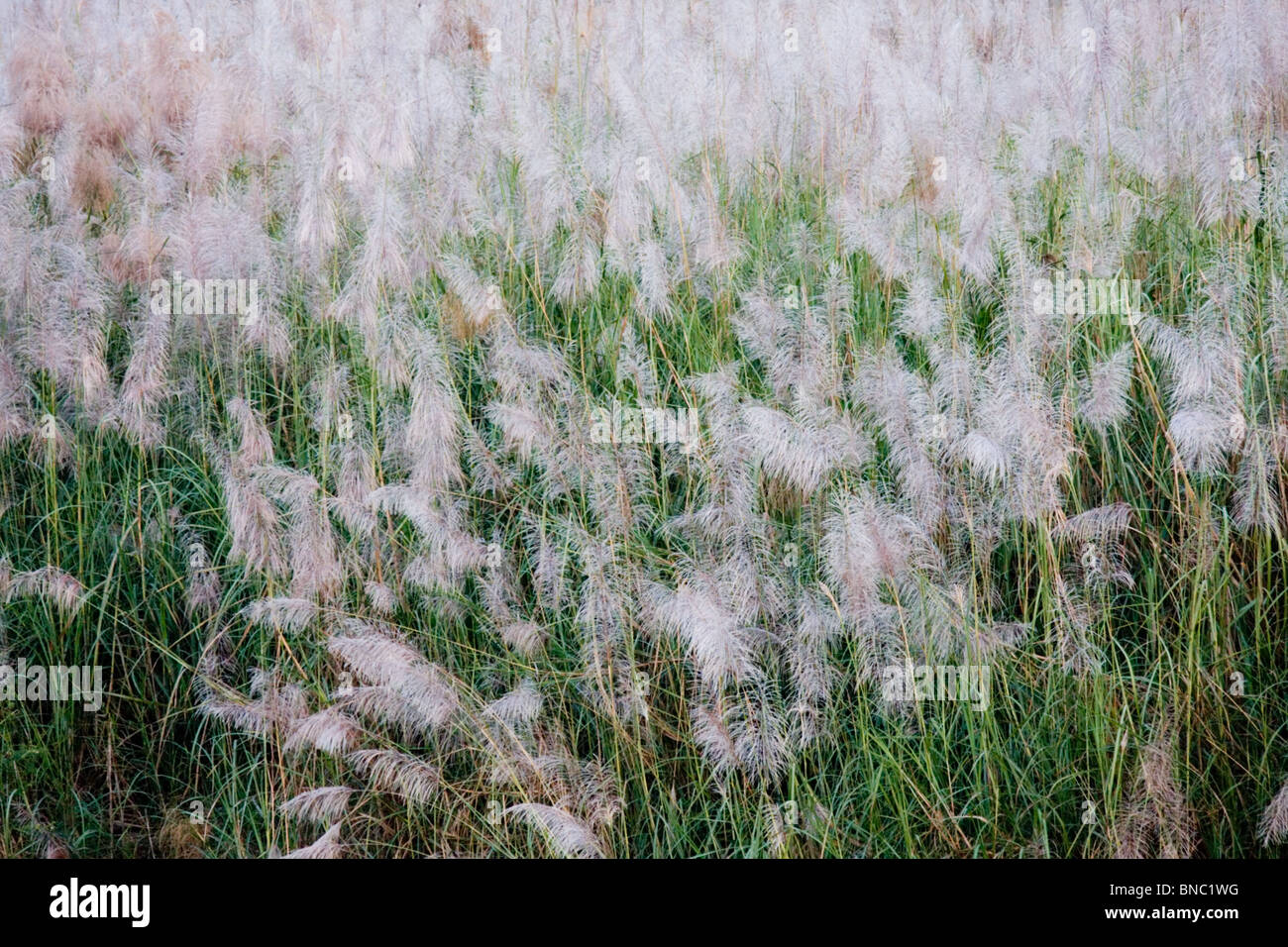A grassy reedbed in Northern Thailand, important habitat for migratory birds and other wildlife Stock Photo