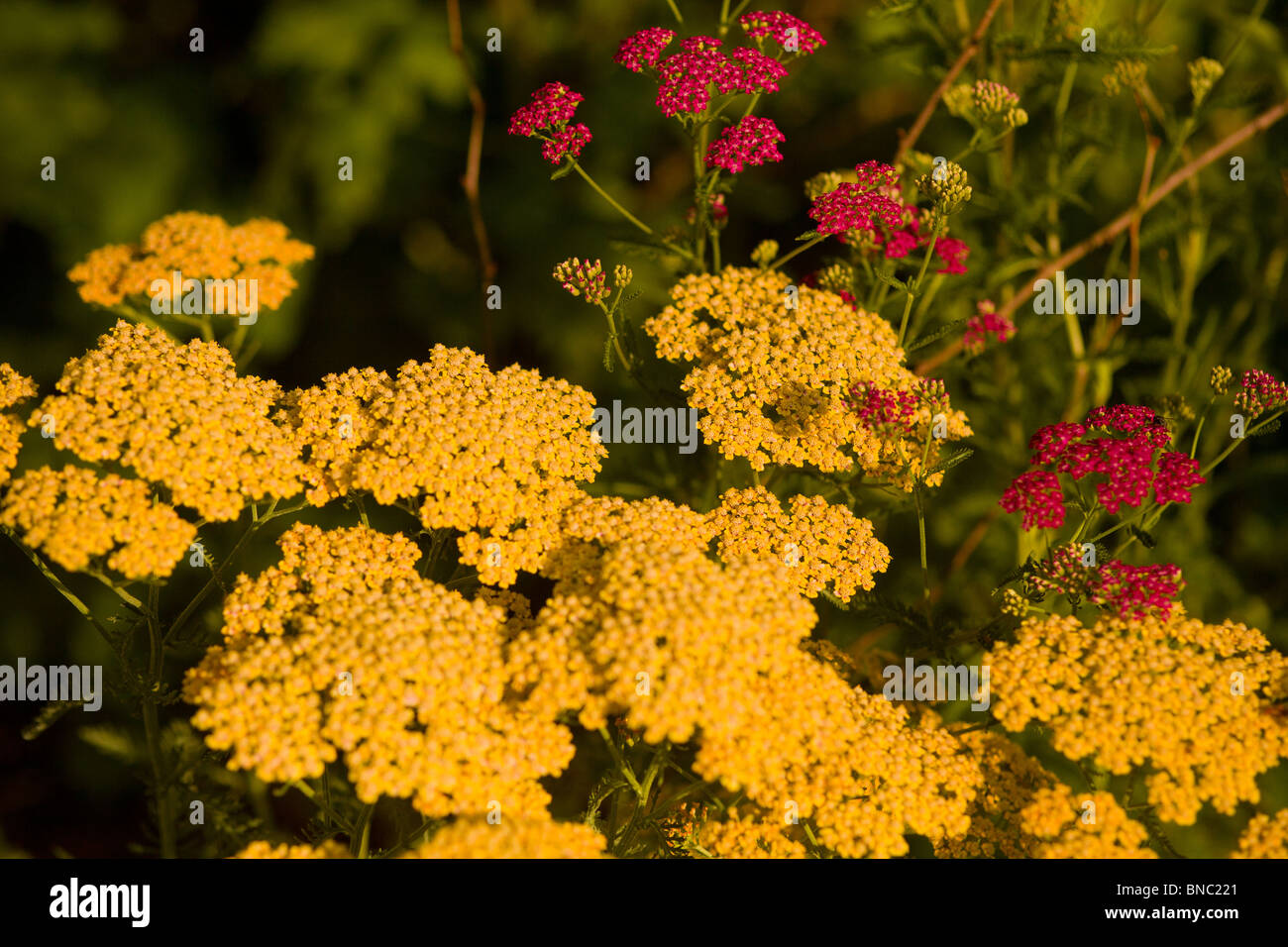 The contrasting shades of Achillea 'Terracotta' and Achillea 'Summer Wine' provide a pleasing tension in the summer border Stock Photo