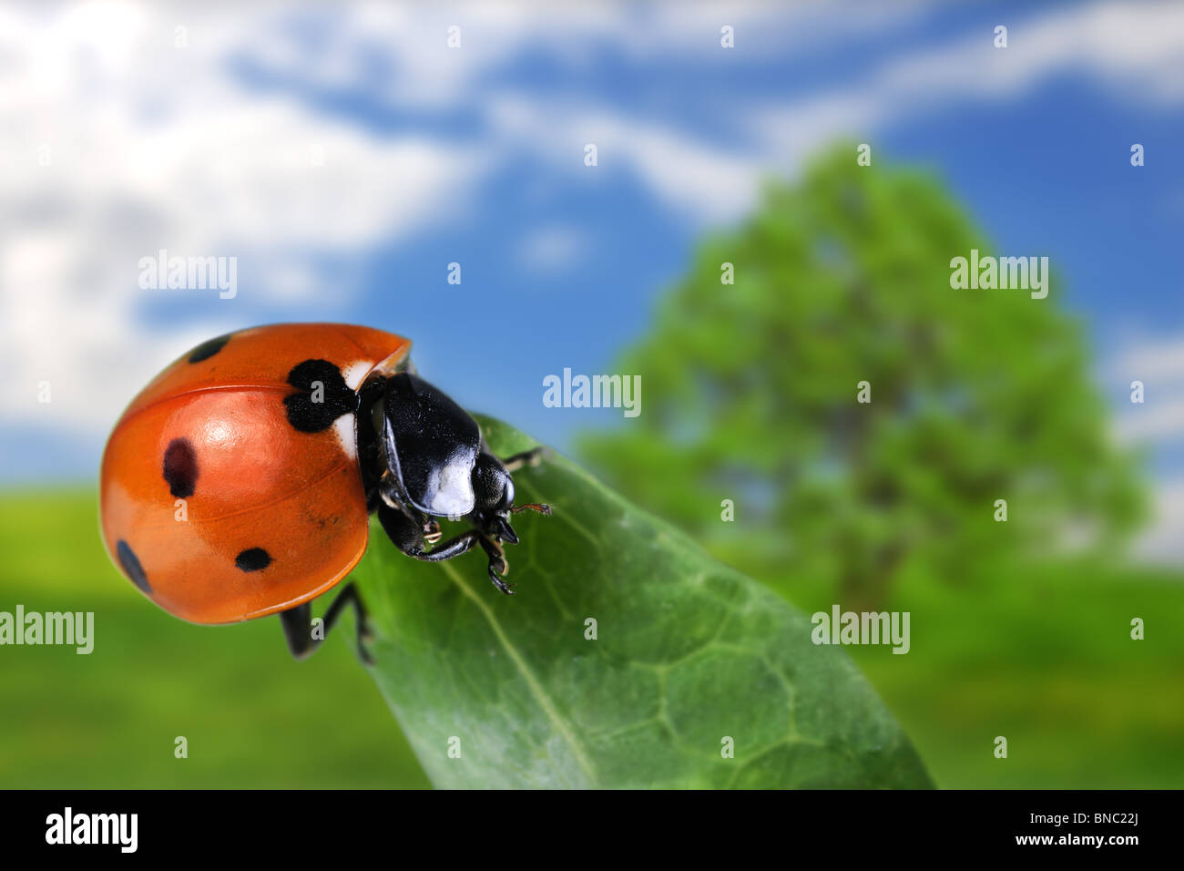 Red seven-spot ladybird on a green leaf with summer landscape in the background. Stock Photo