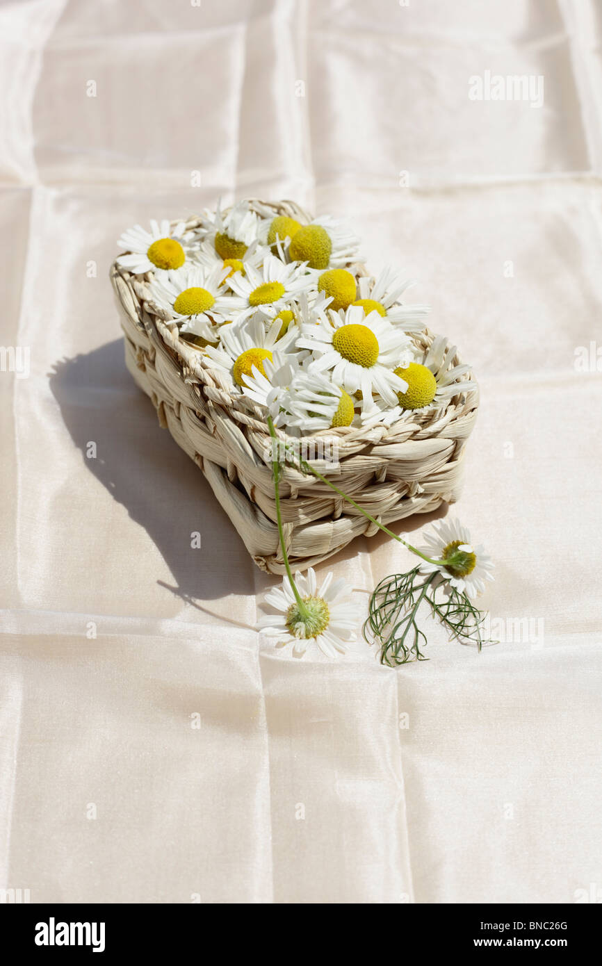 Kamillenblueten, Matricaria chamomilla Stock Photo