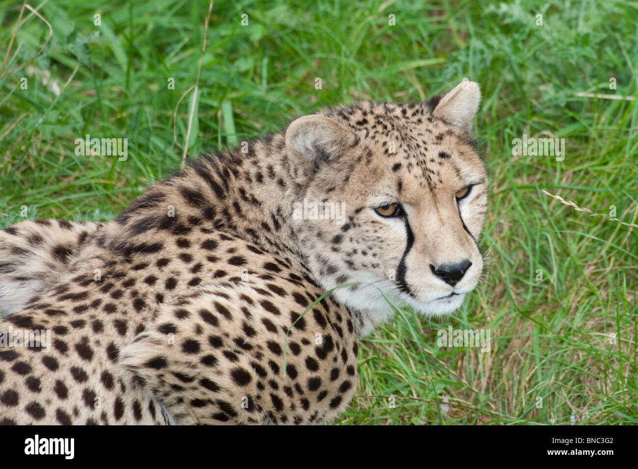 Cheetah, Acinonyx jubatus. Stock Photo