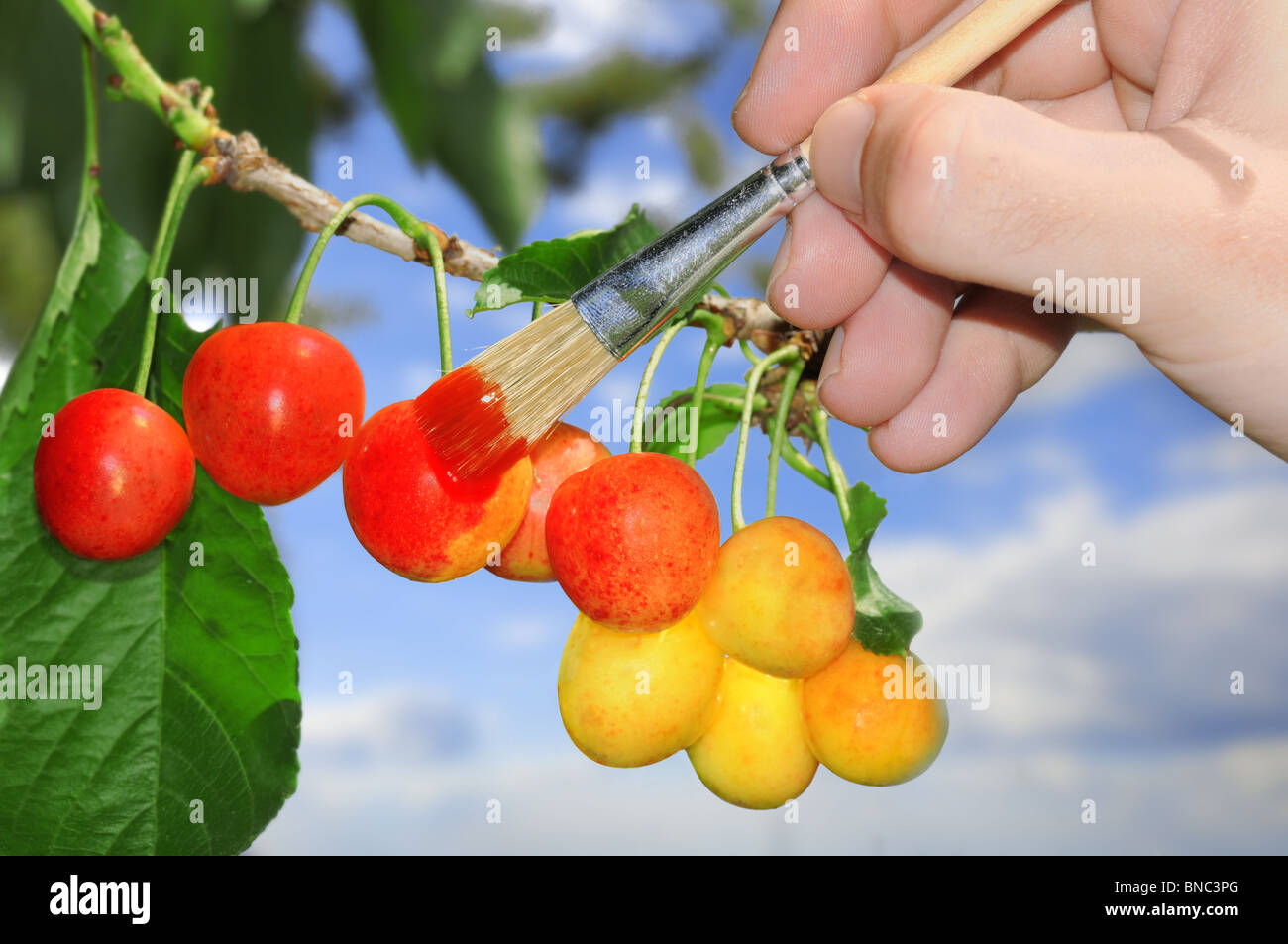 Hand with brush painting a bunch of red and yellow cherries. Stock Photo