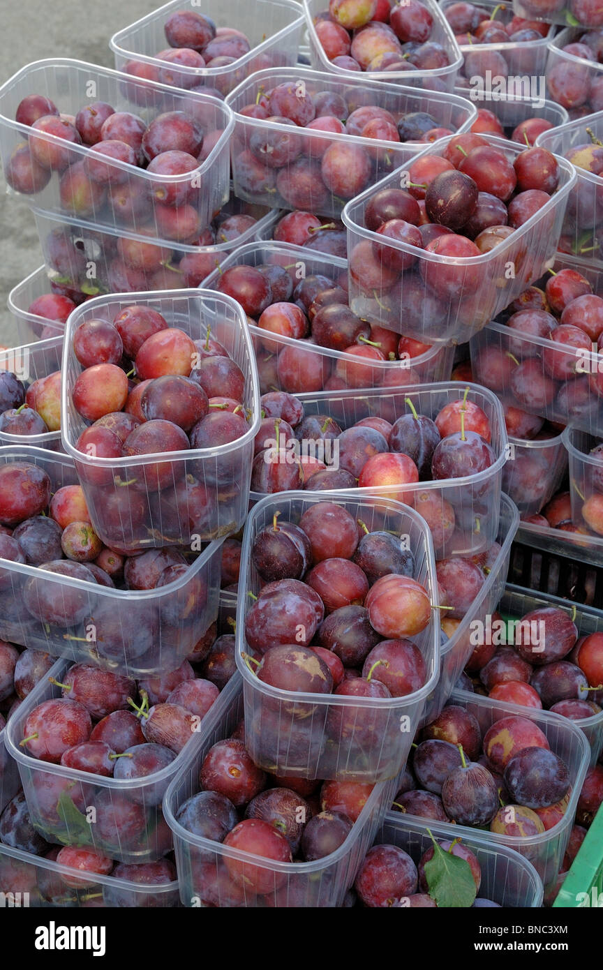 Plums for sale at Islington Farmers Market Stock Photo Alamy