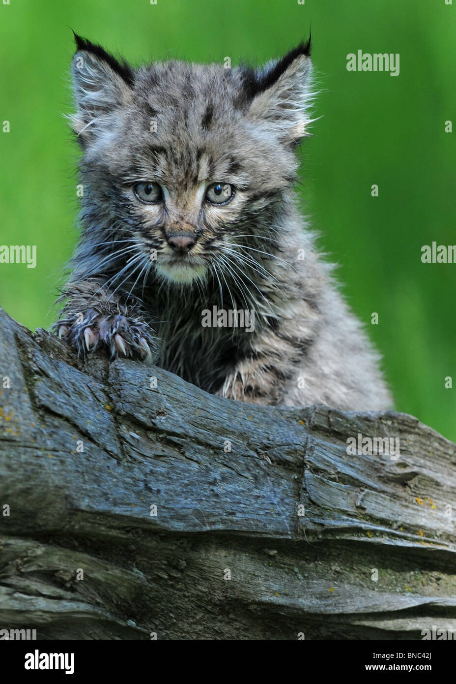 Baby bobcat closeup Stock Photo
