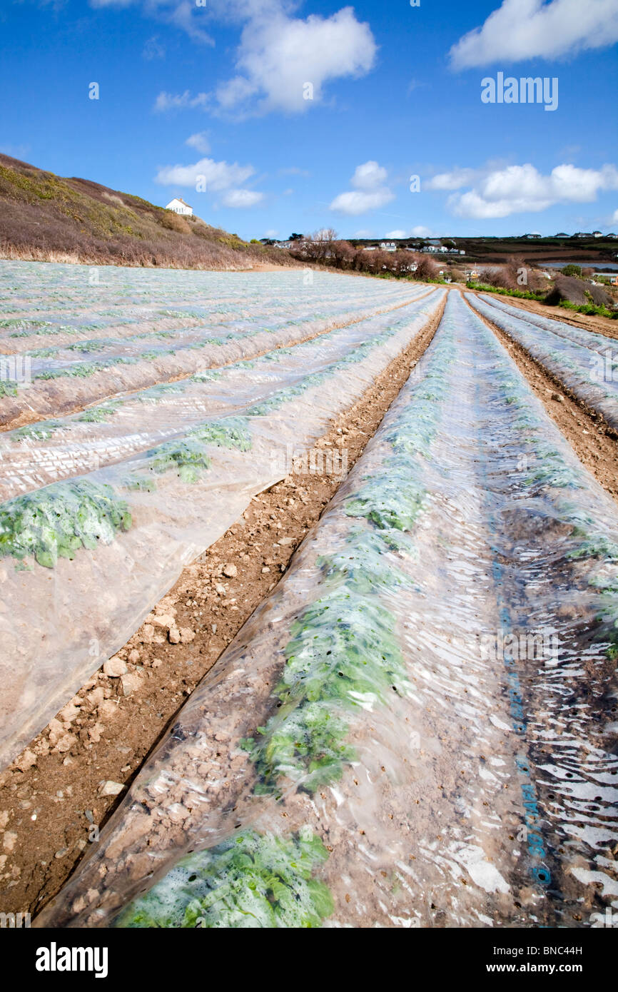 Plastic on crops at Perranuthnoe Stock Photo