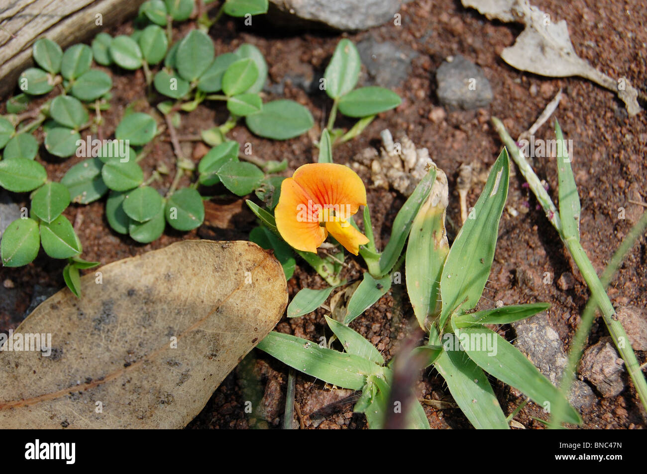 Wild flower in a park in central Mexico Stock Photo