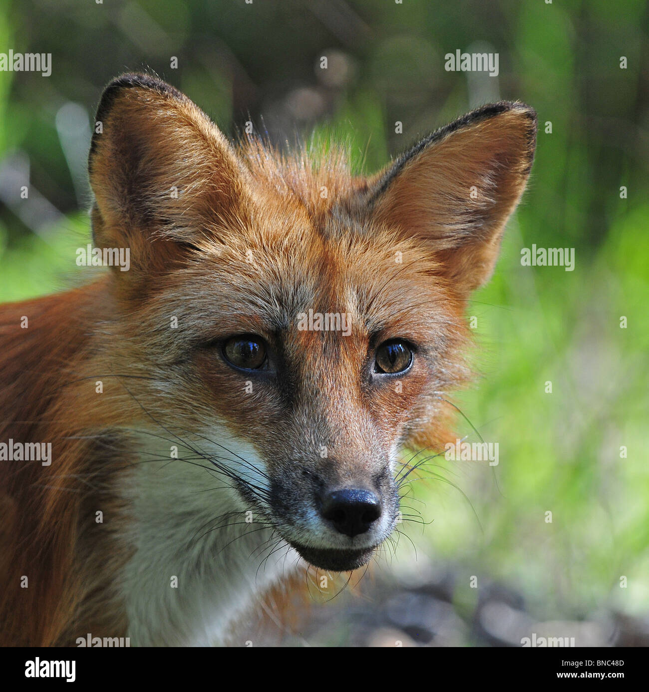 Red Fox portrait Stock Photo