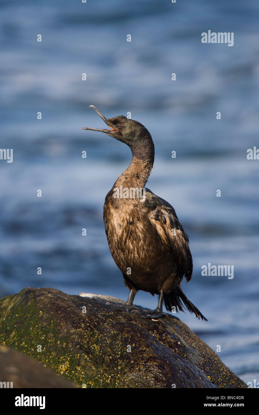 Pelagic Cormorant Stock Photo