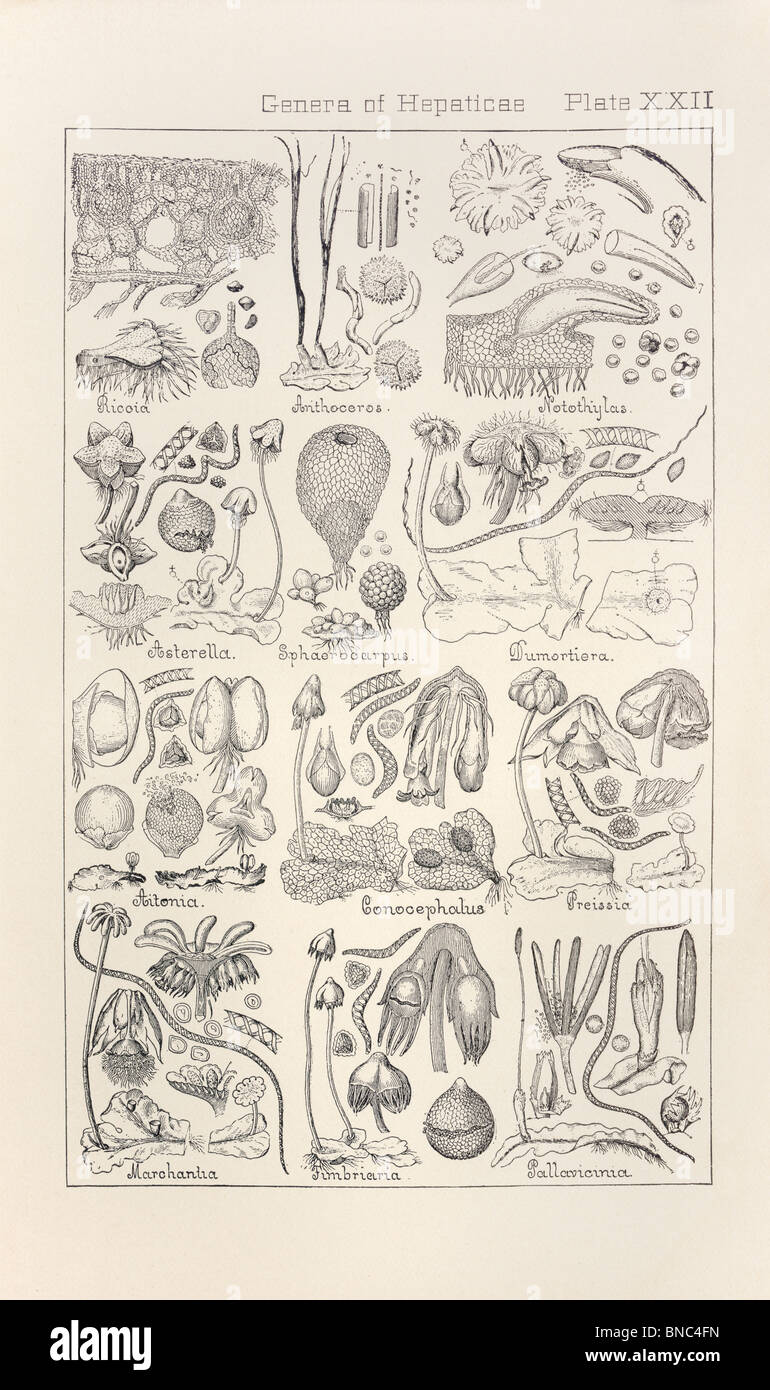 Botanical print from Manual of Botany of the Northern United States, Asa Gray, 1889. Plate XXII, Genera of Hepaticae. Stock Photo