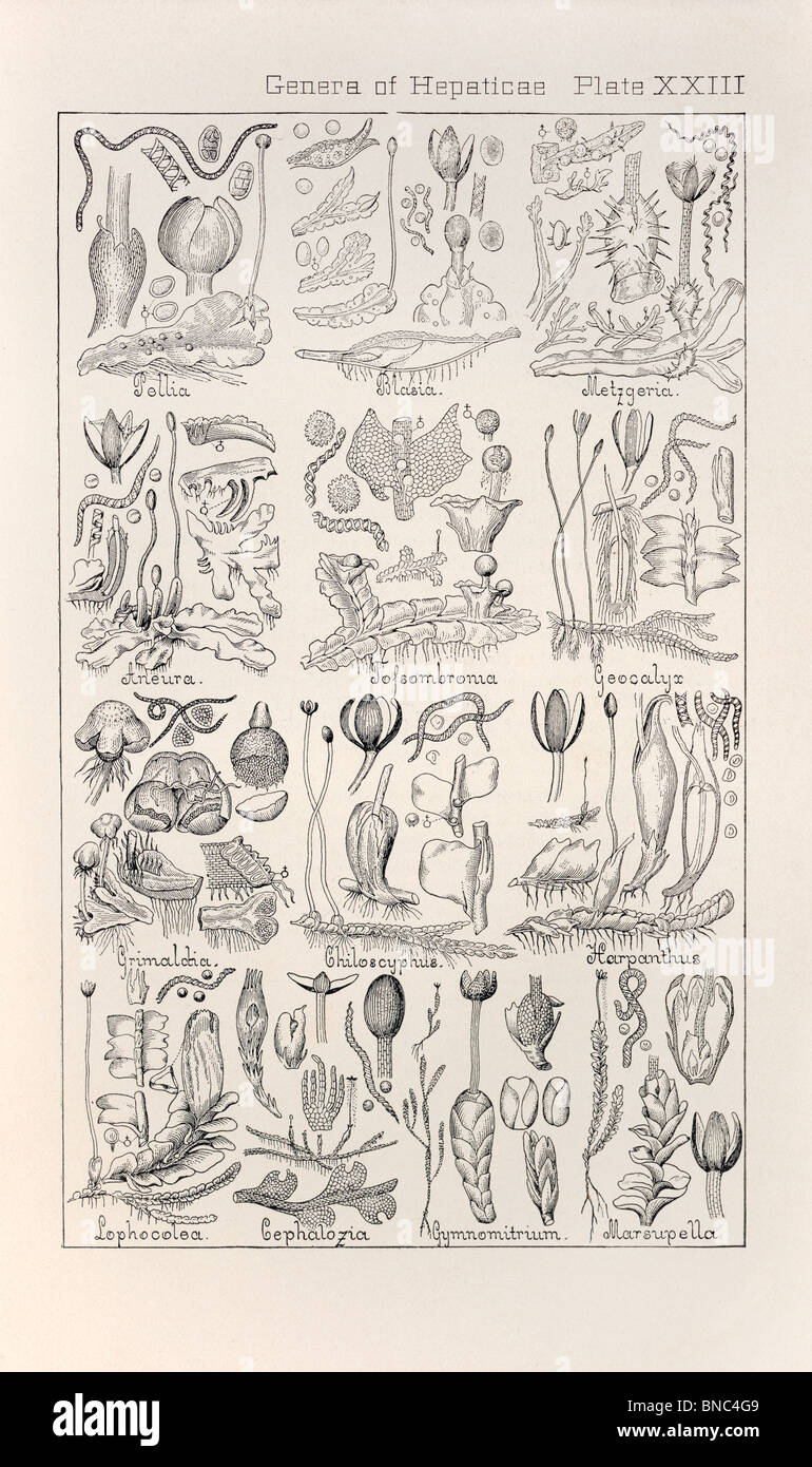 Botanical print from Manual of Botany of the Northern United States, Asa Gray, 1889. Plate XXIII, Genera of Hepaticae. Stock Photo