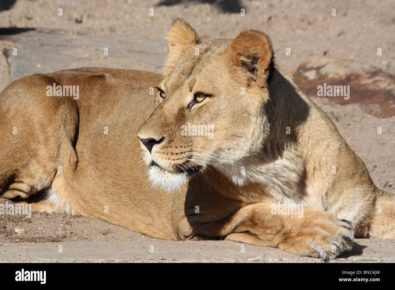 Captive lion hi-res stock photography and images - Alamy