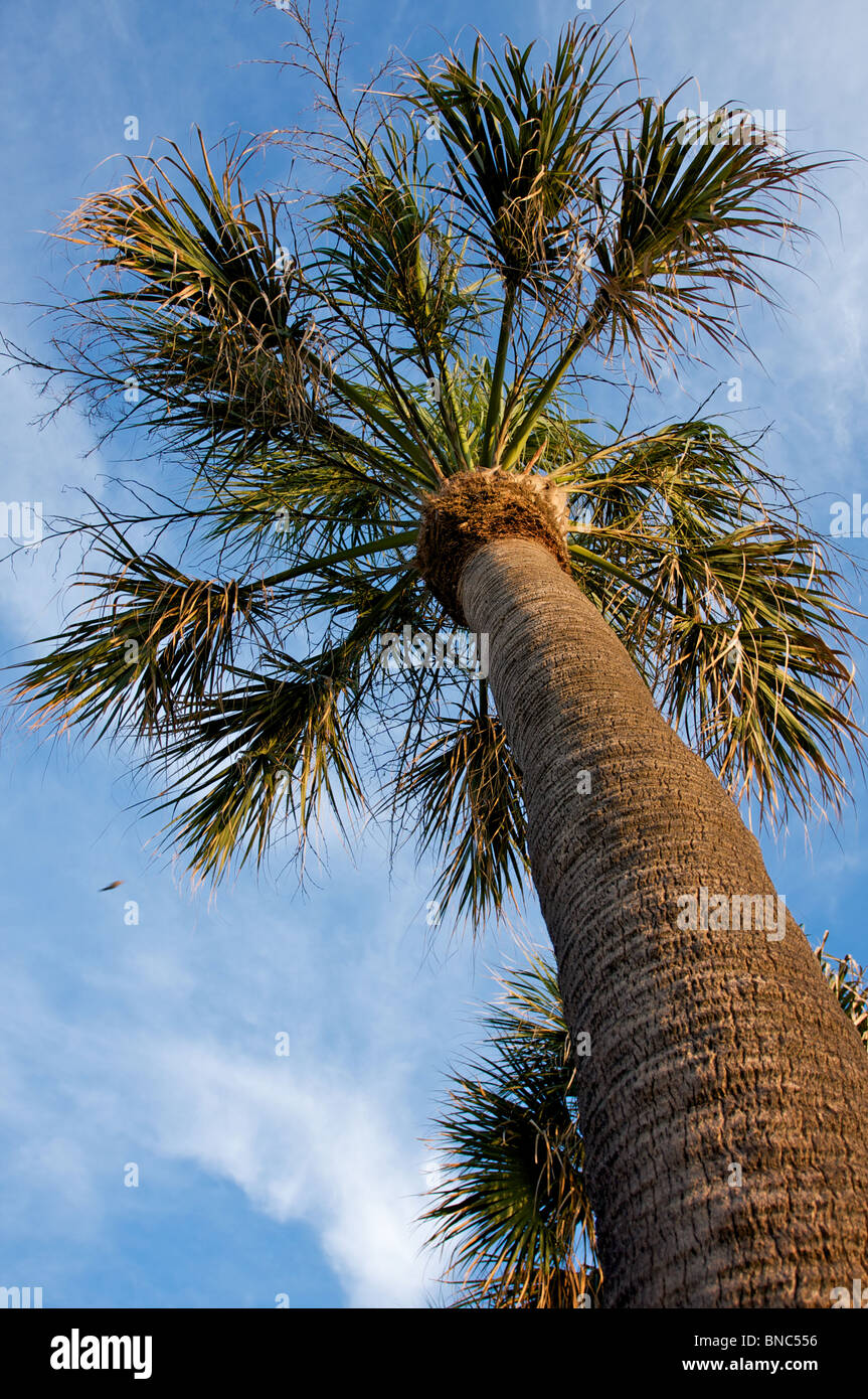 Palm tree at sunset detail hi-res stock photography and images - Alamy