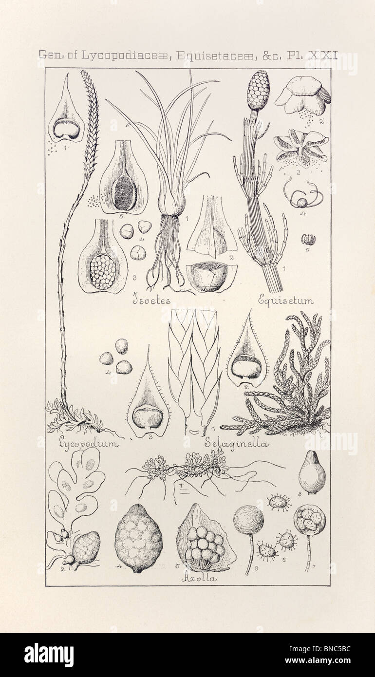 Botanical print from Manual of Botany of the Northern United States, Plate XXI, Gen. of Lycopodiaceae, Equisetaceae, &c. Stock Photo