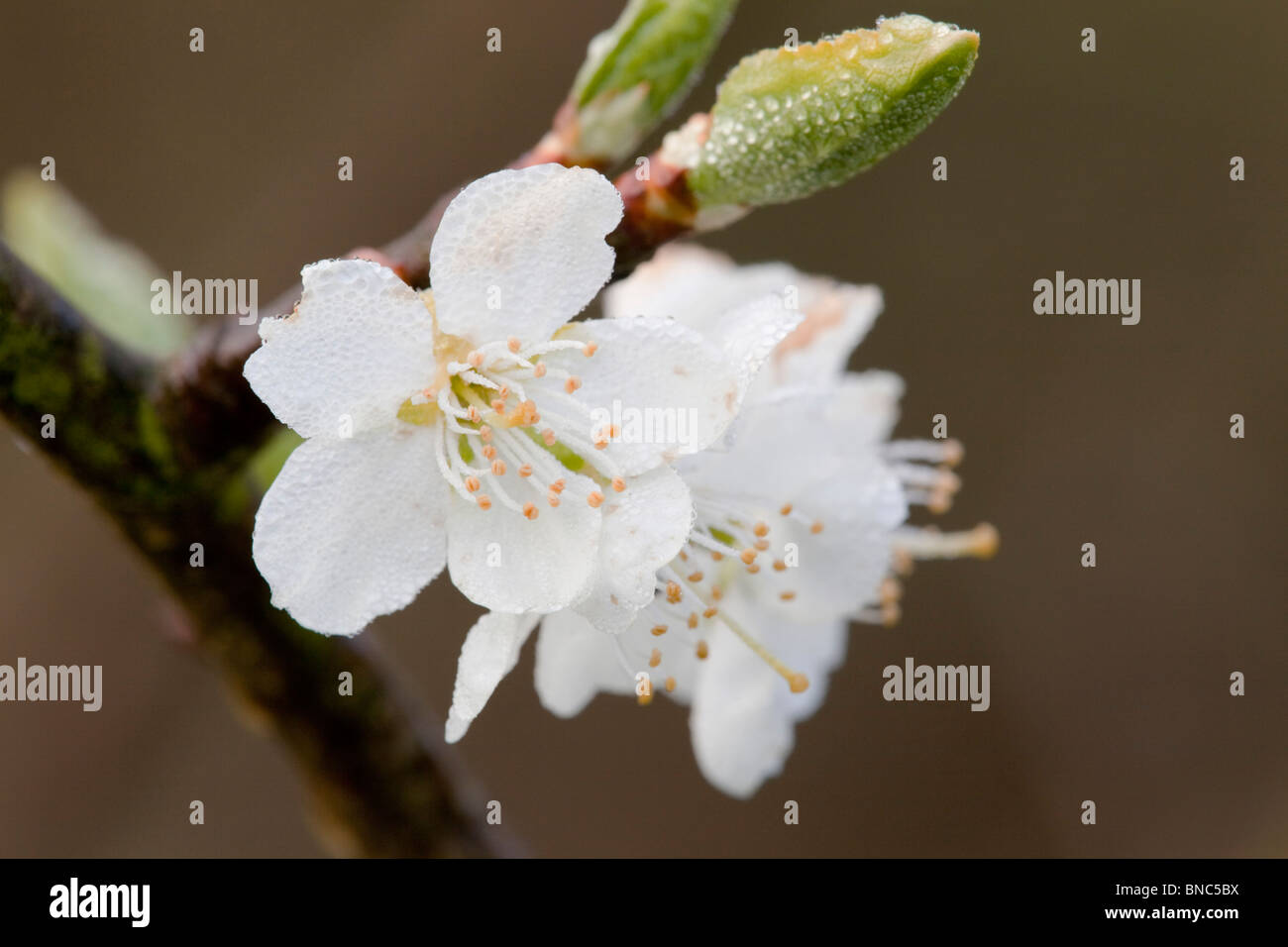 Plum tree blossom; Cornwall Stock Photo