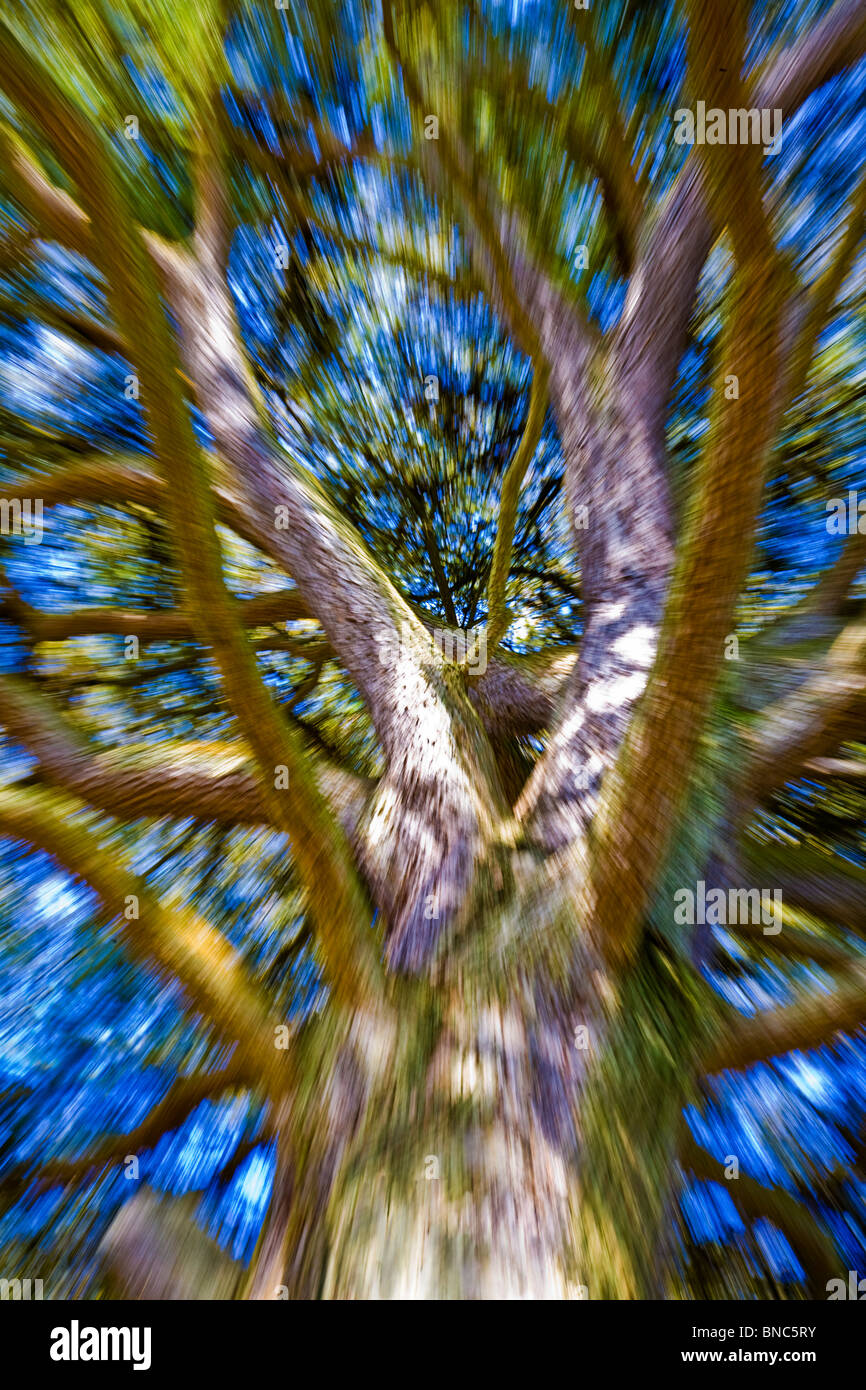 Moving branches of big powerful tree Stock Photo