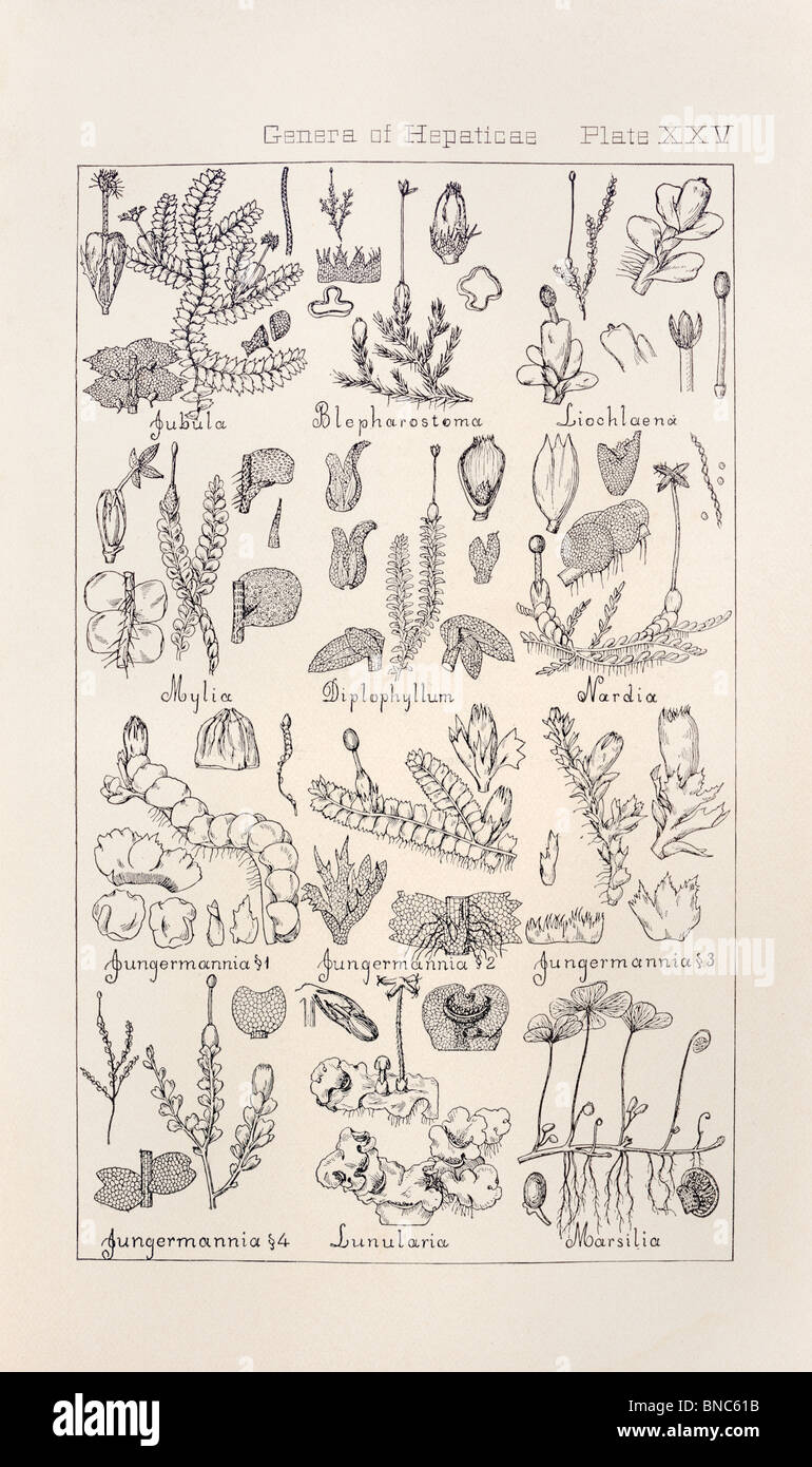 Botanical print from Manual of Botany of the Northern United States, Asa Gray, 1889. Plate XXV, Genera of Hepaticae. Stock Photo