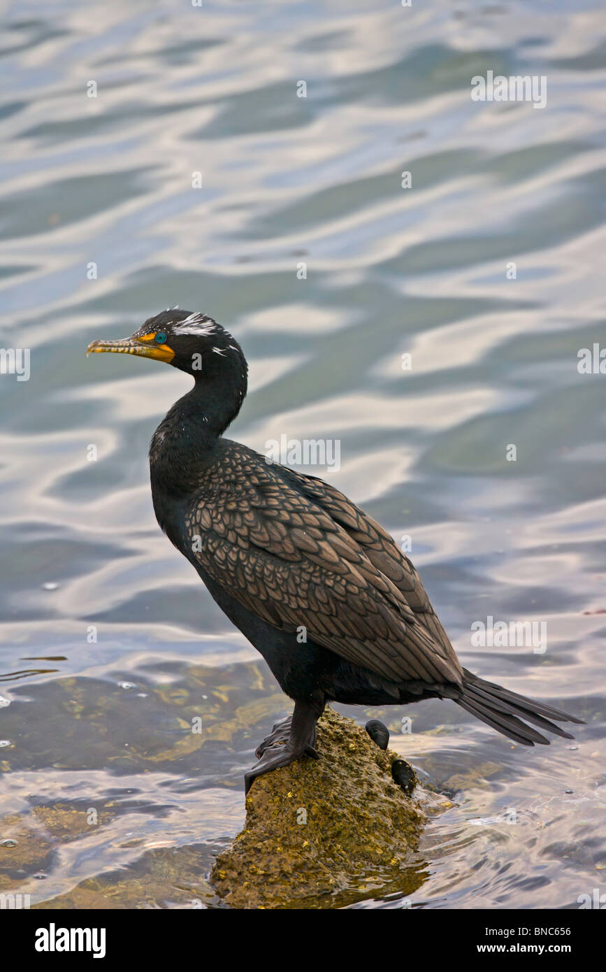 Double-crested Cormorant Stock Photo