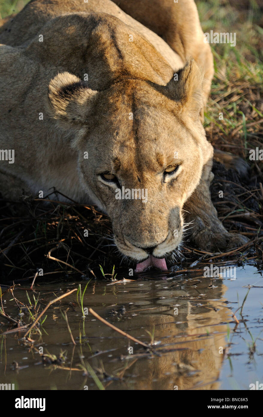 Lioness (Panthera leo) drinking, Busanga Plains, Kafue National Park, Zambia Stock Photo