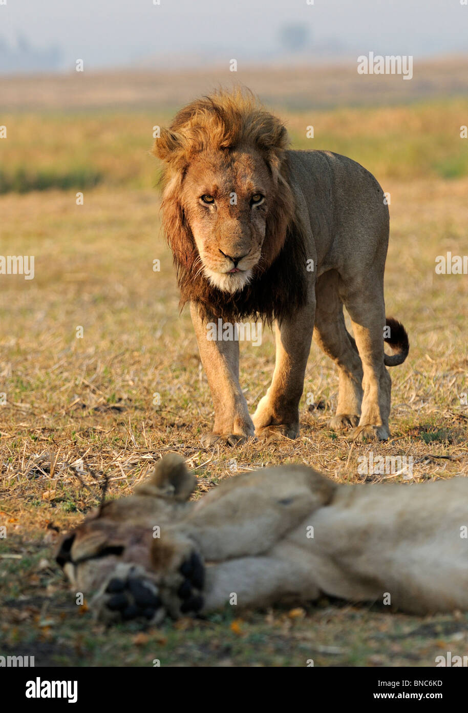 Lion pride (Panthera leo), Busanga Plains, Kafue National Park, Zambia Stock Photo
