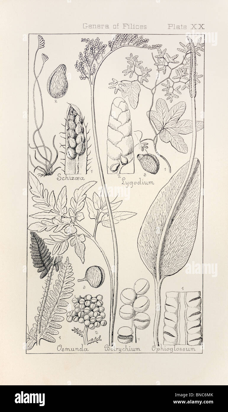 Botanical print from Manual of Botany of the Northern United States, Asa Gray, 1889. Plate XX, Genera of Filices. Stock Photo