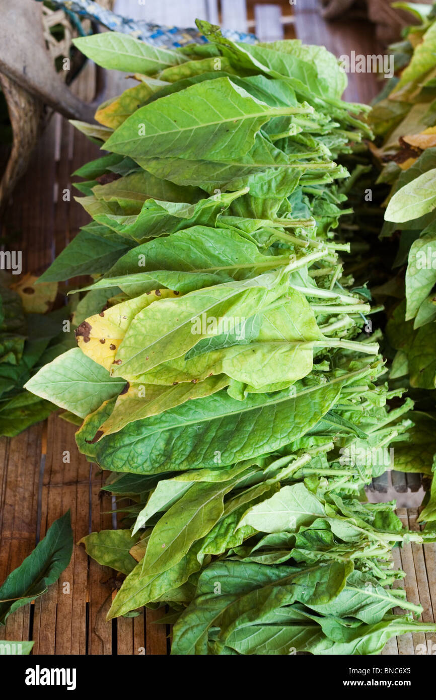 can you eat fresh tobacco leaves Tobacco fresh leaves hi-res stock photography and images can you eat fresh tobacco leaves Tobacco fresh leaves hi-res stock photography and images
