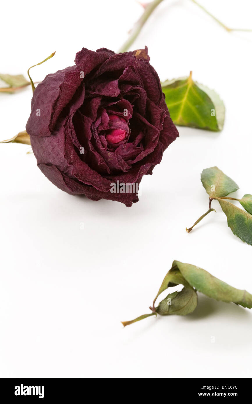 red dead rose, concept of lost love Stock Photo