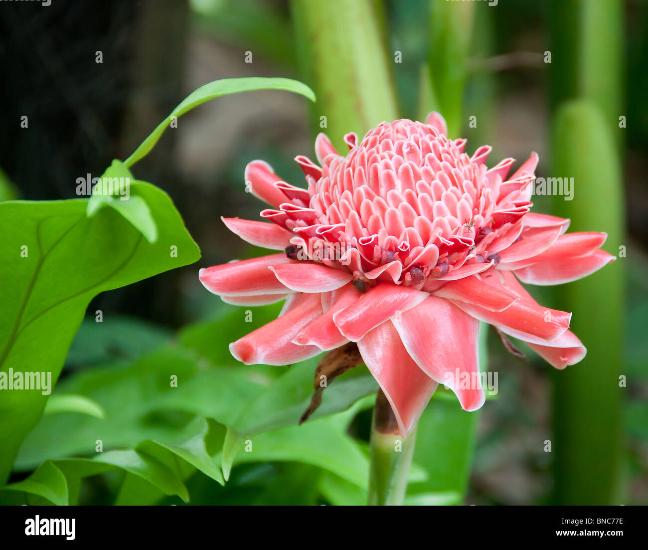beautiful ginger flower in the tropics of singapore Stock Photo Alamy