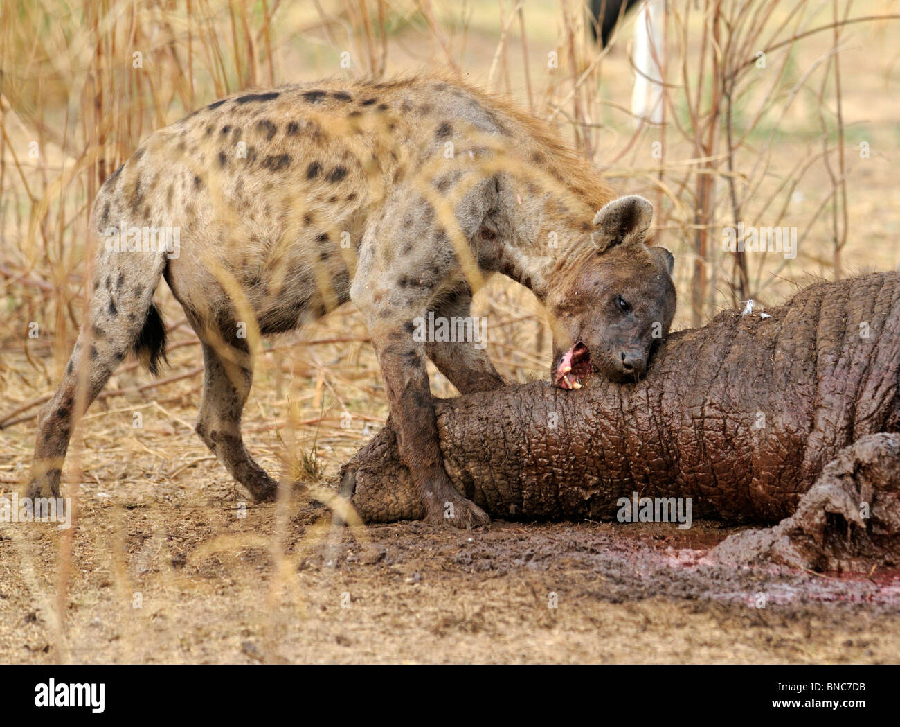 Spotted hyena (Crocuta crocuta) feeding on elephant trunk (Loxodonta africana), South Luangwa National Park, Zambia Stock Photo