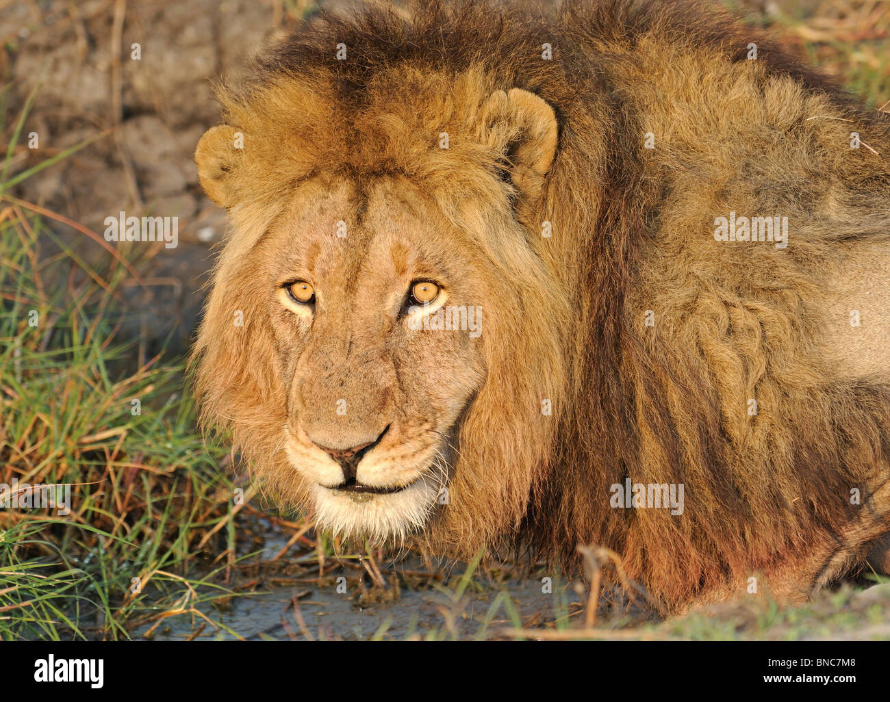 Lion male (Panthera leo) drinking, Busanga Plains, Kafue National Park, Zambia Stock Photo
