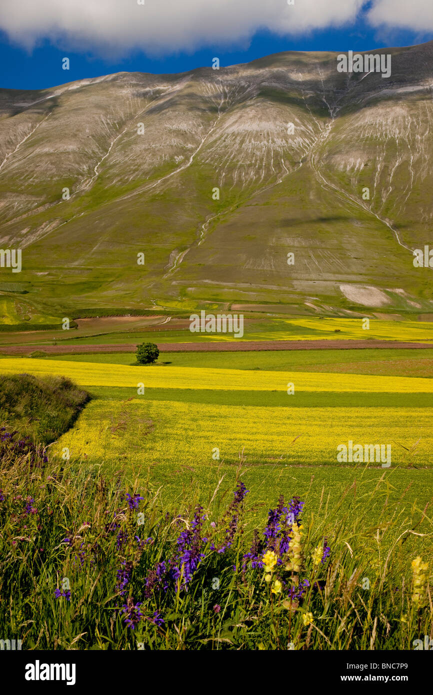 Italian wild flowers hi-res stock photography and images - Alamy