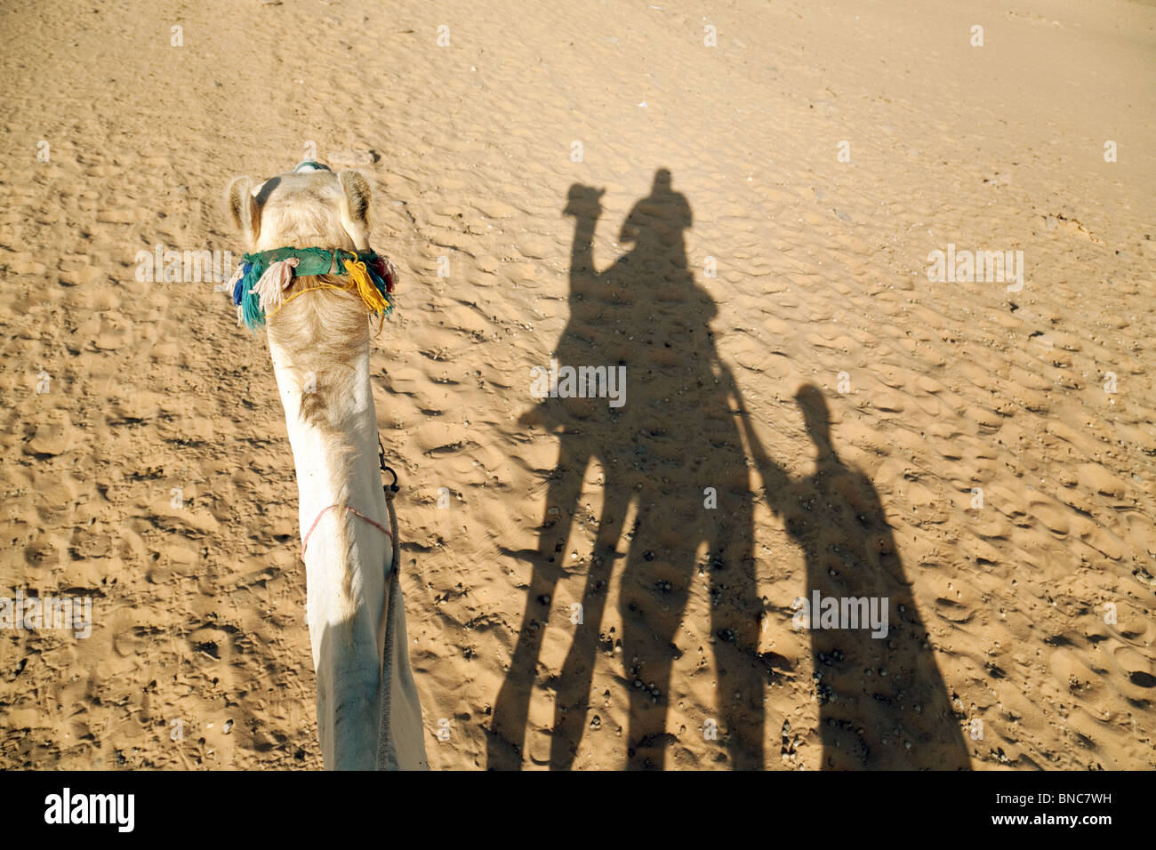 A camel, with the shadow of its rider and handler, The egyptian desert near Aswan, Upper Egypt Africa Stock Photo