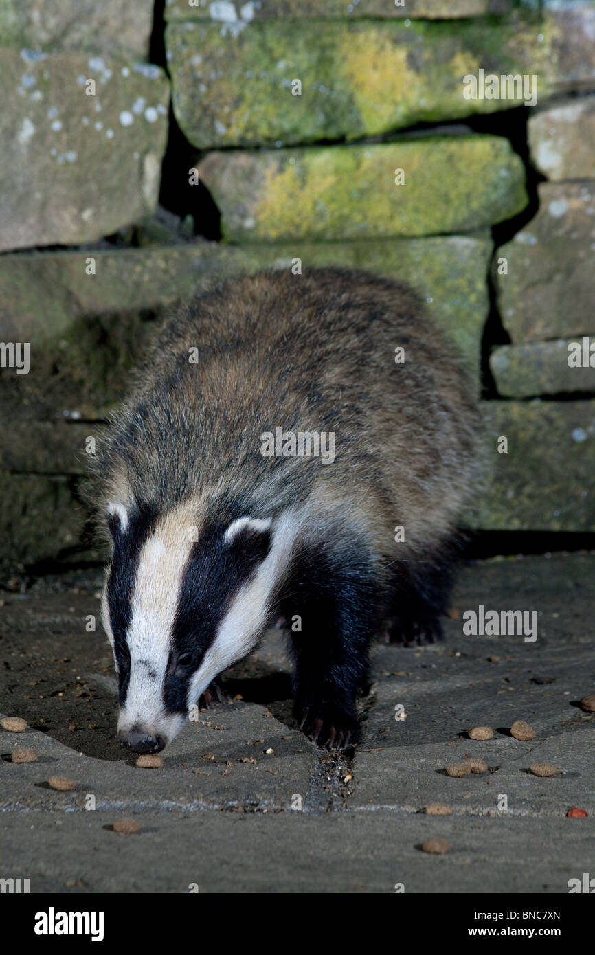 European Badger feeding in the garden Stock Photo Alamy
