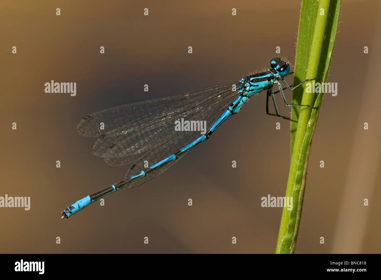 Male Azure Damselfly Coenagrion puella, England Stock Photo - Alamy