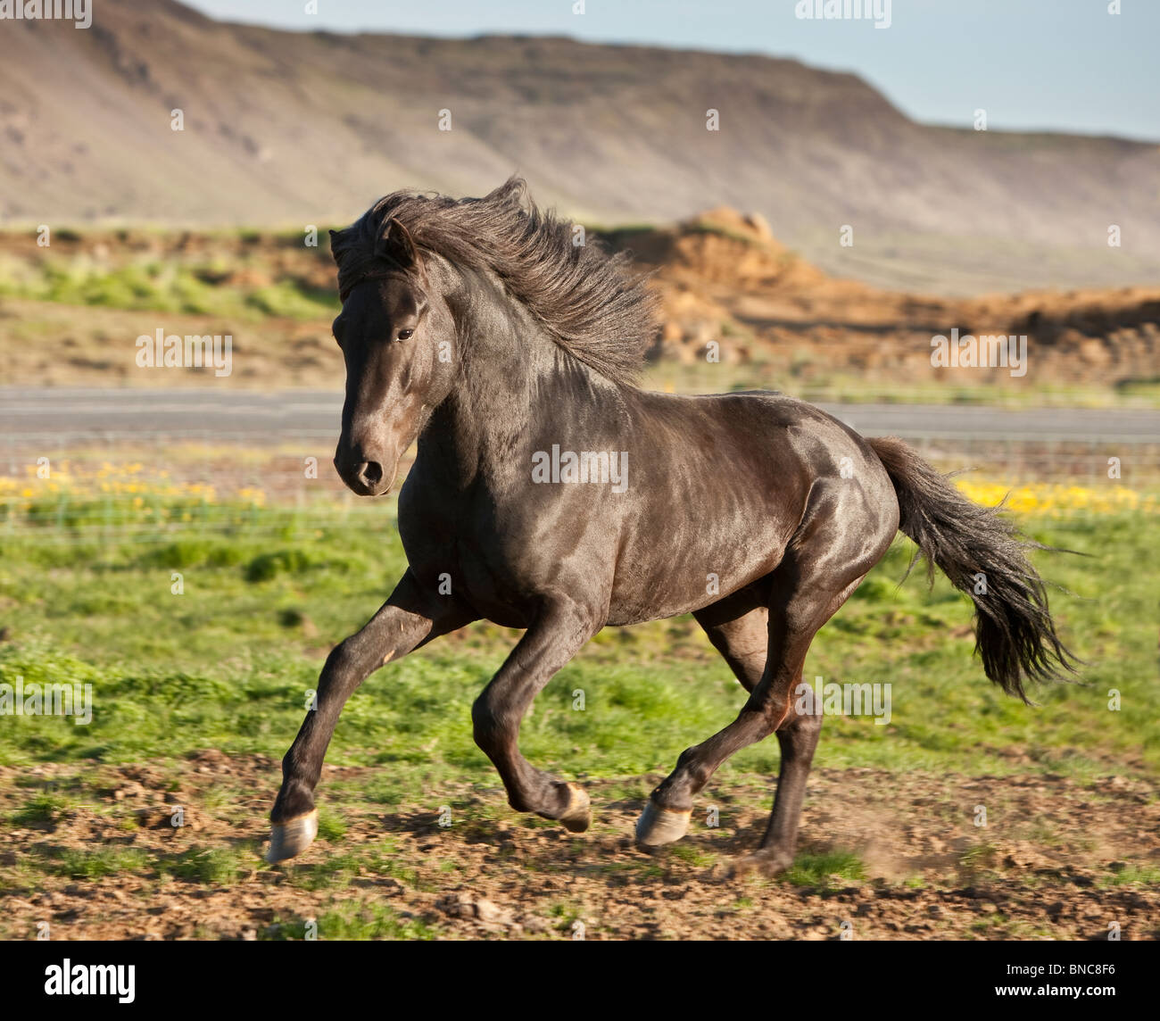 Black Icelandic Stallion Running, Iceland Stock Photo