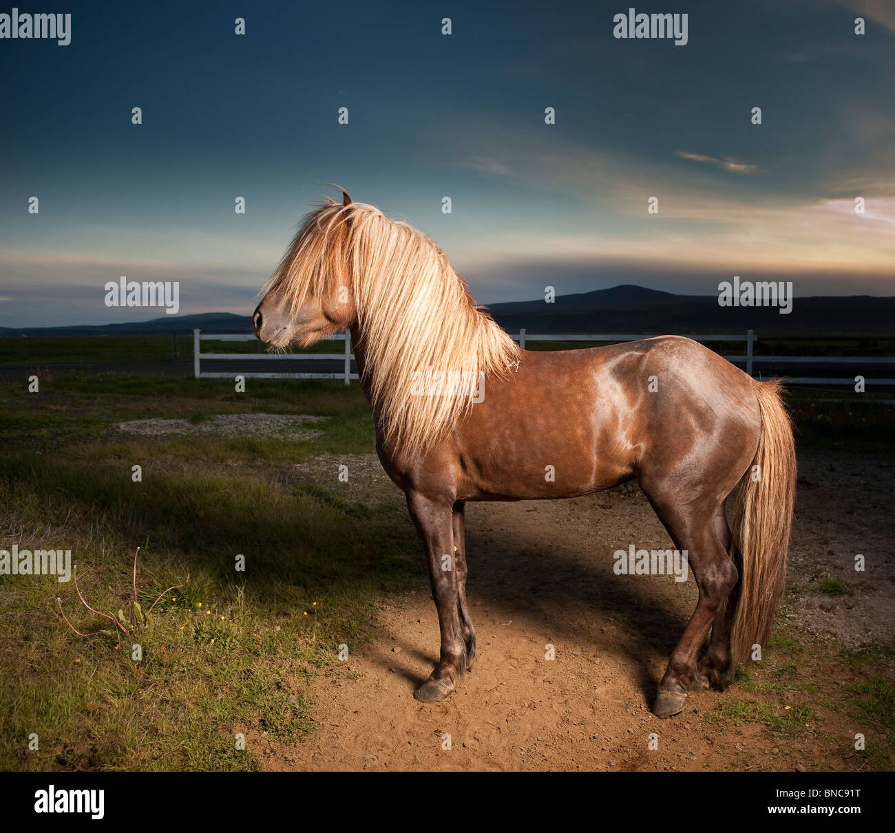 Icelandic Horse, Iceland Stock Photo Alamy