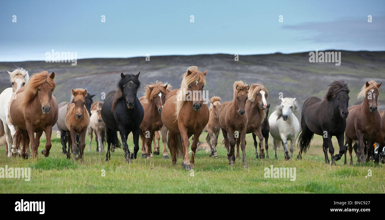 Herd of Icelandic horses on the move, South Coast Iceland Stock Photo