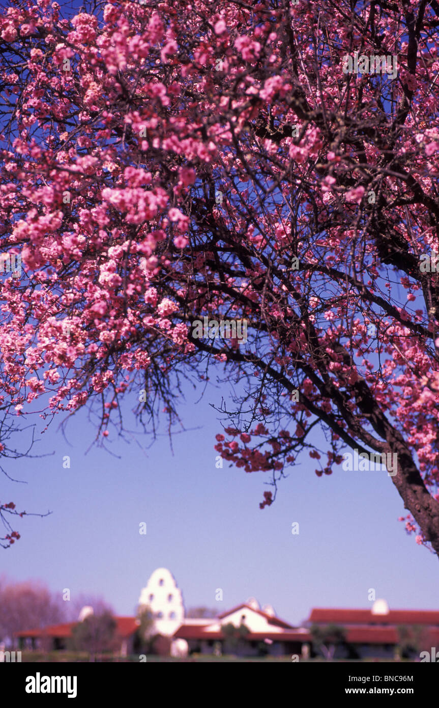 Fruit tree blossoms at Bridlewood Estate Winery in Los Olivos Santa Ynez Valley Central Coast Wine Country California Stock Photo
