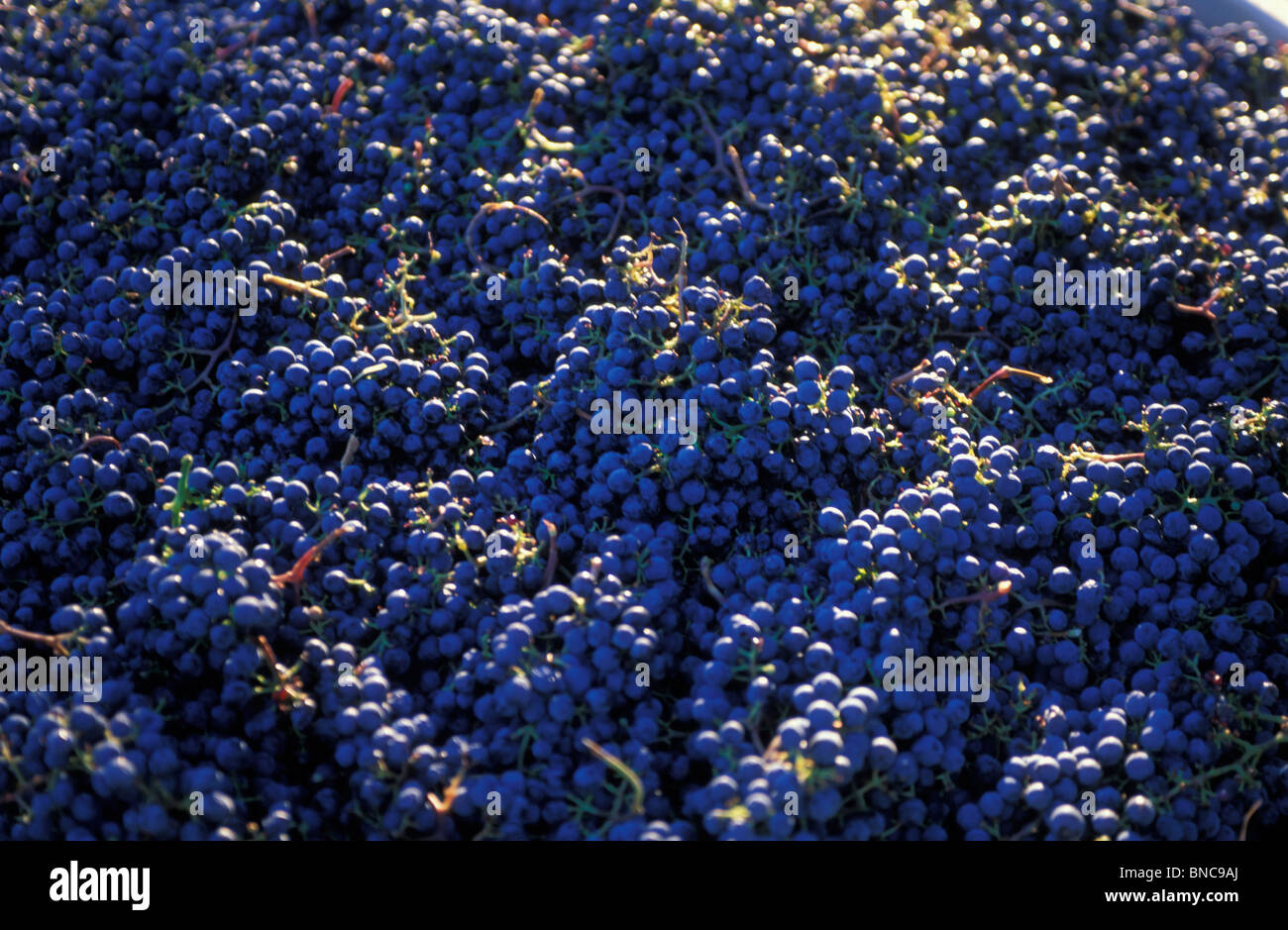 Freshly picked Cabernet Sauvignon grapes in vineyard near St Helena Napa valley Northern California US Stock Photo