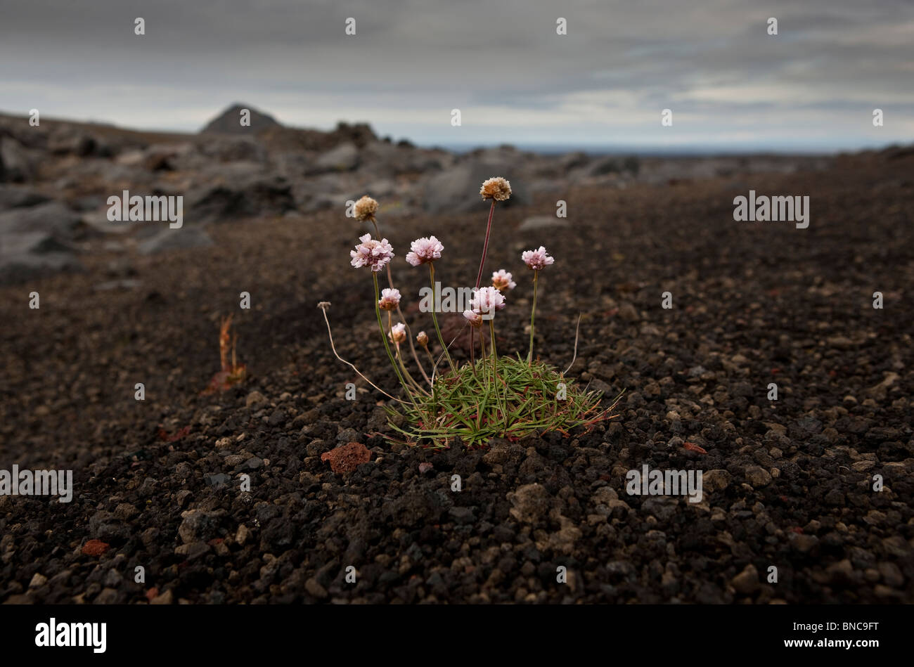 Pink wildflowers growing in black sands and lava, Iceland Stock Photo