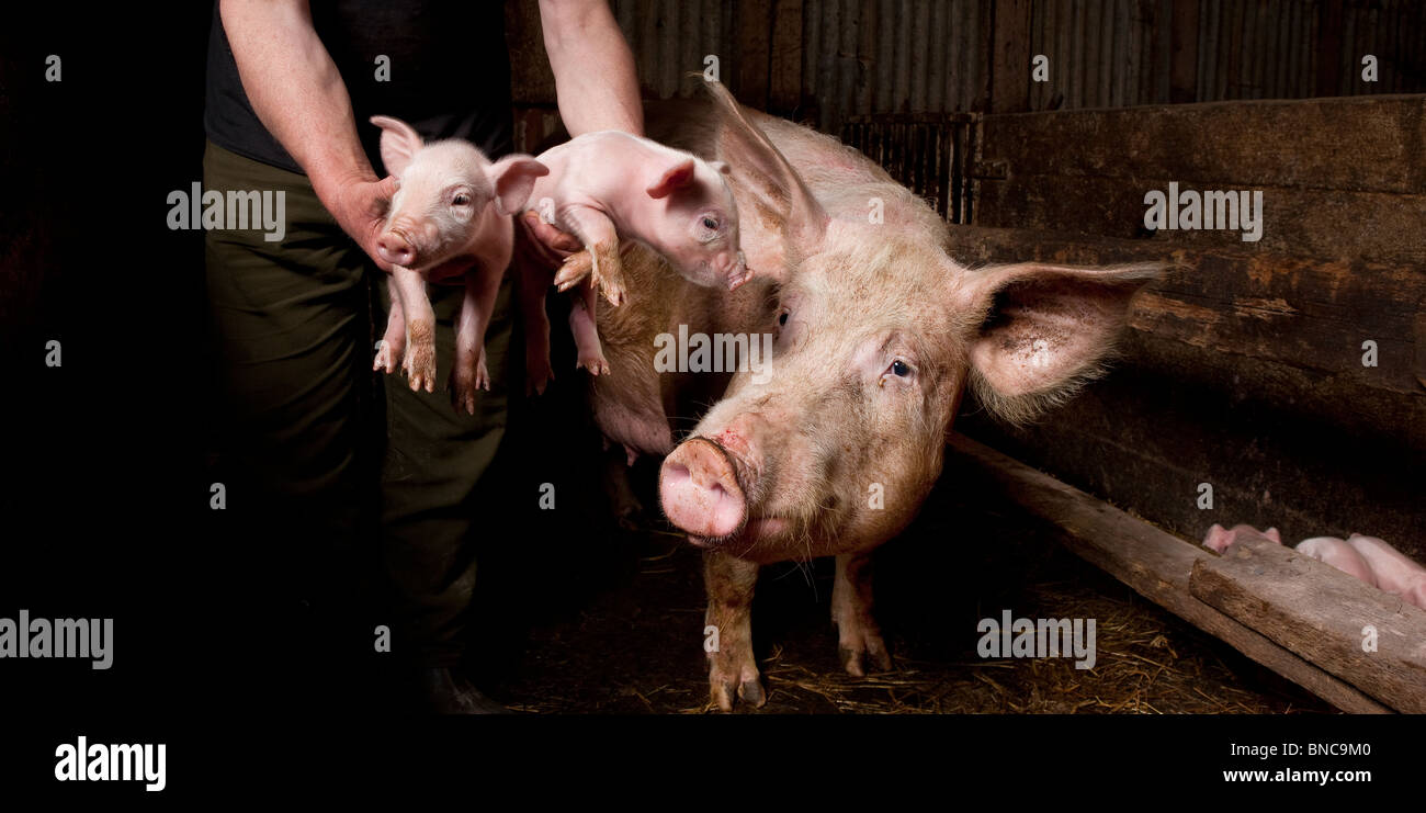Pigs on Pig farm, Hornafjordur, Iceland Stock Photo