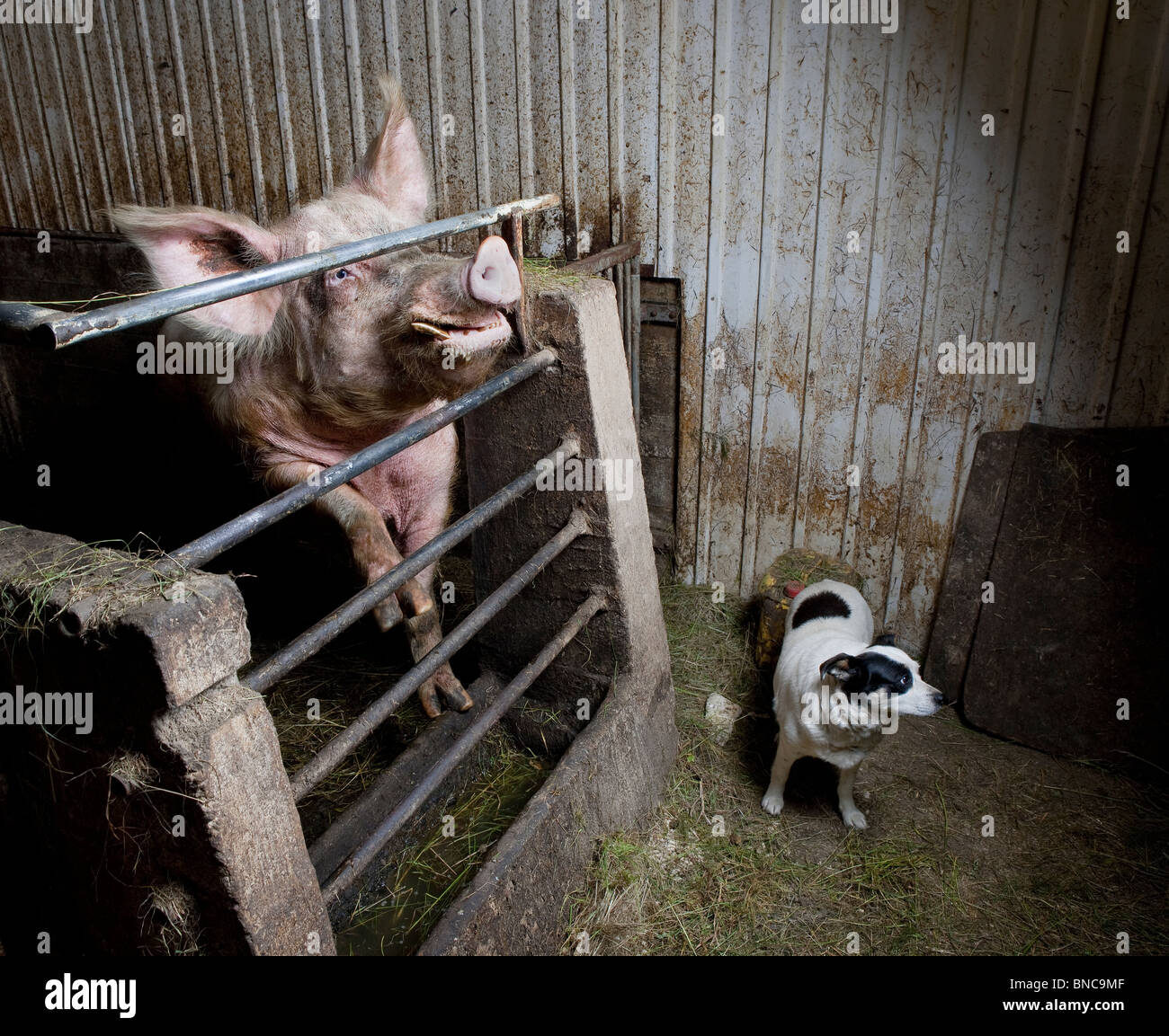 Can Dogs Get Sick From Pigs