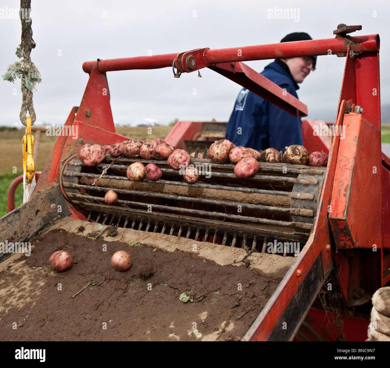 Harvesting red potatoes, Iceland Stock Photo