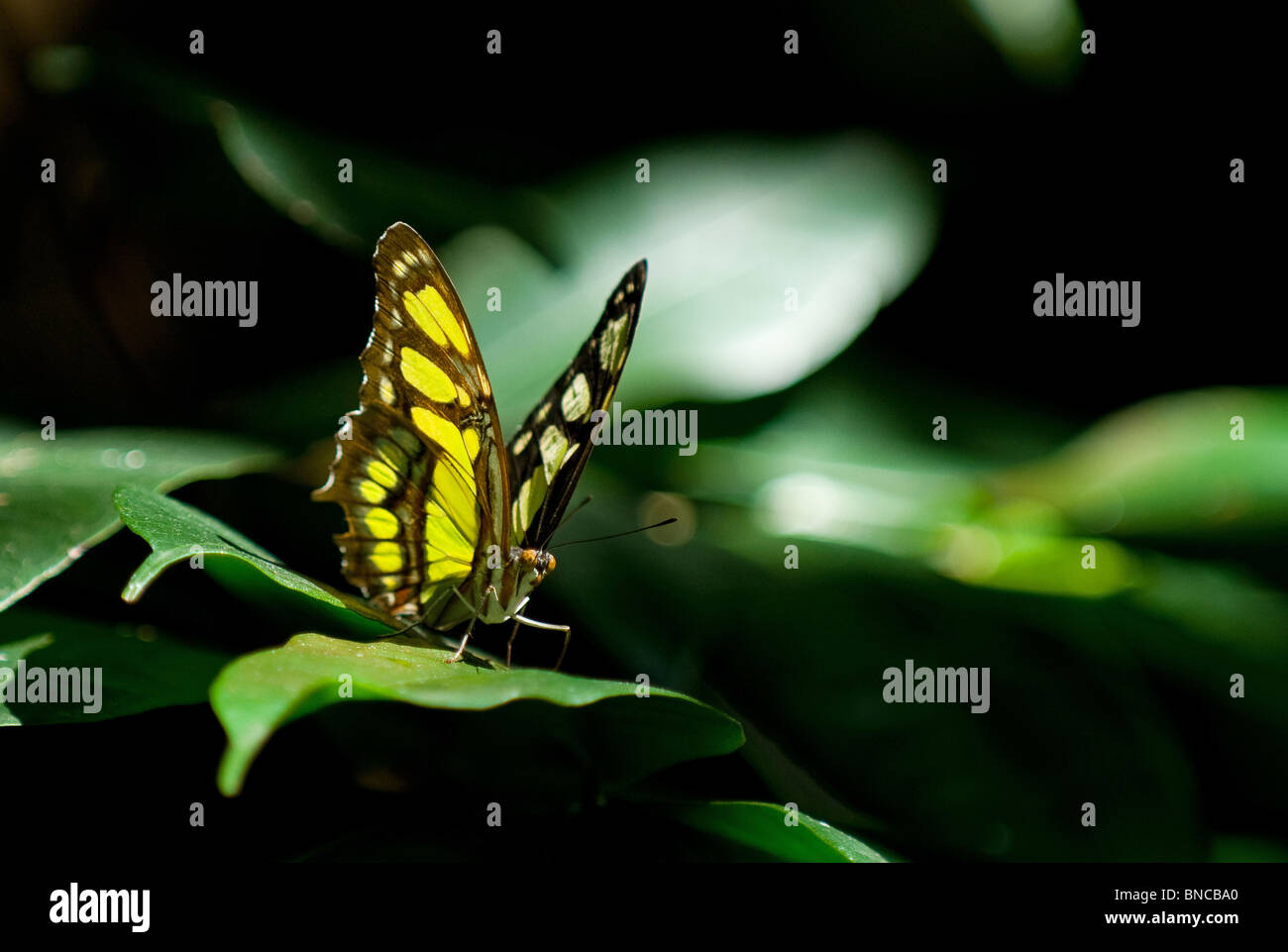 Yellow and Black Butterfly Stock Photo Alamy