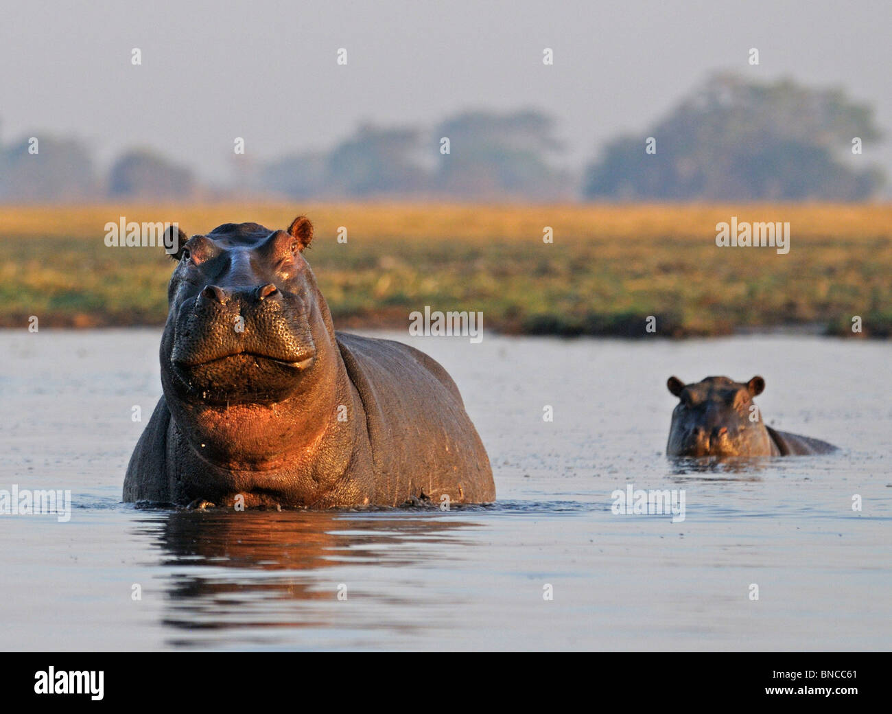 Hippos (Hippopotamus amphibius) in water, Busanga Plains, Kafue National Park, Zambia Stock Photo