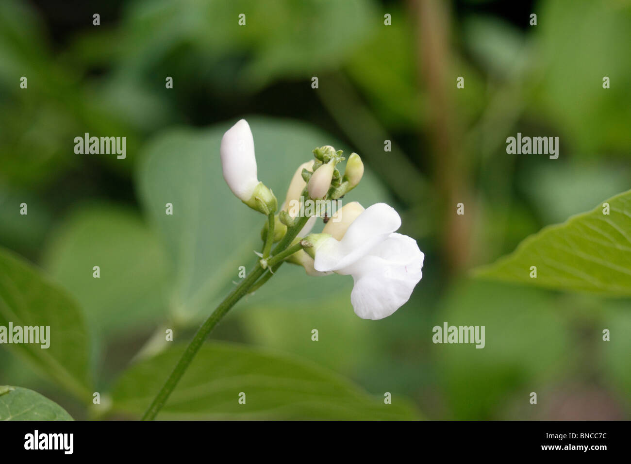 Runner bean plant, Phaseolus coccineus, unusual for Runner beans in that this one has white flowers. Emergo Stringless a white flowering form, it produces an abundance of pods 20 - 30cm long with tender and flavourful beans Stock Photo